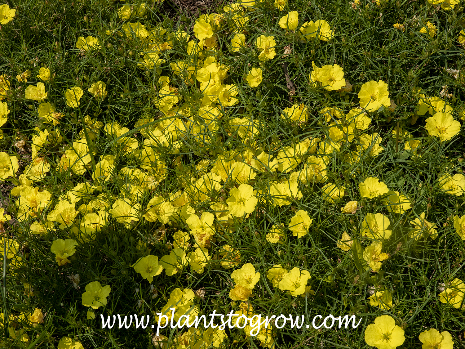 'Lady Bird' Sunglow Texas Primrose (Calylophus)